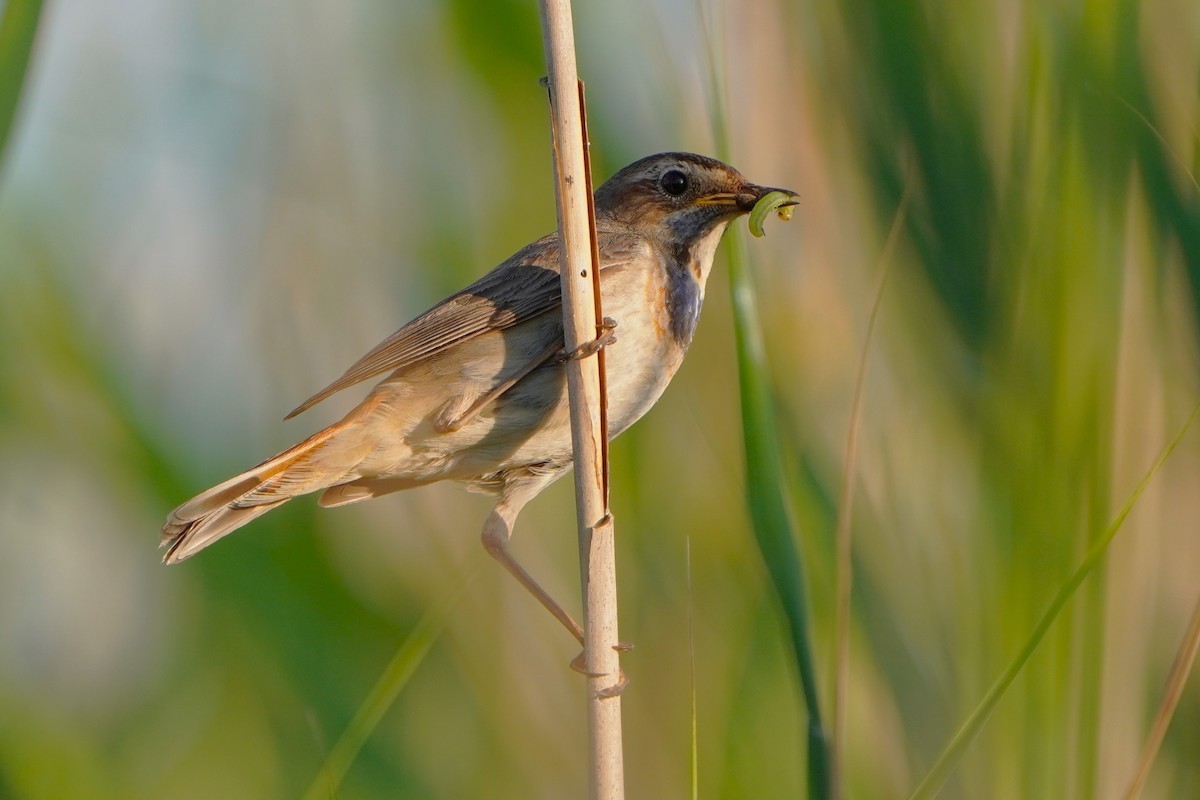 Bluethroat - ML620800153