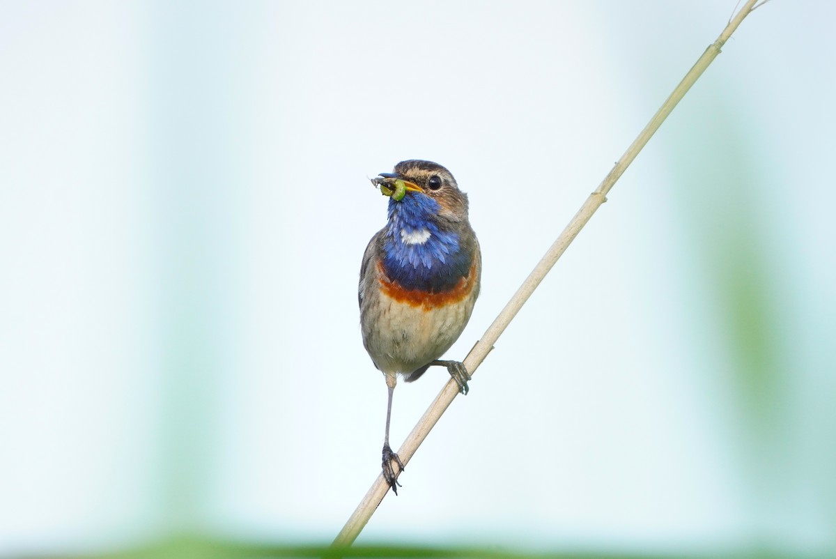 Bluethroat - ML620800154