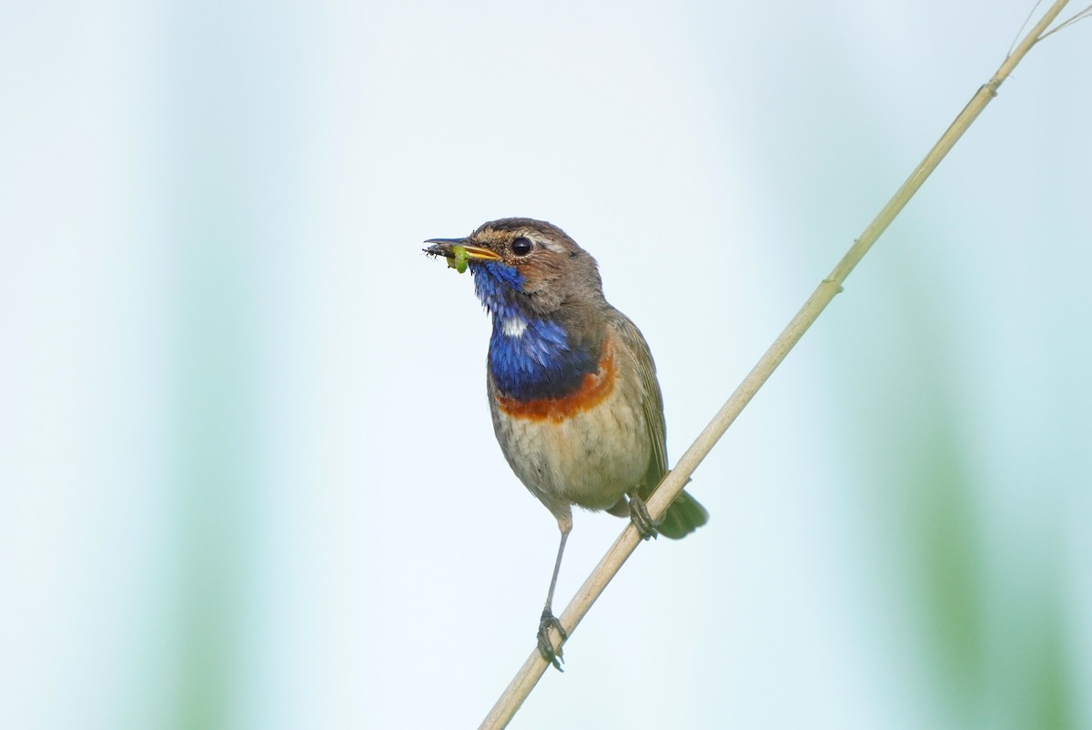 Bluethroat - ML620800155