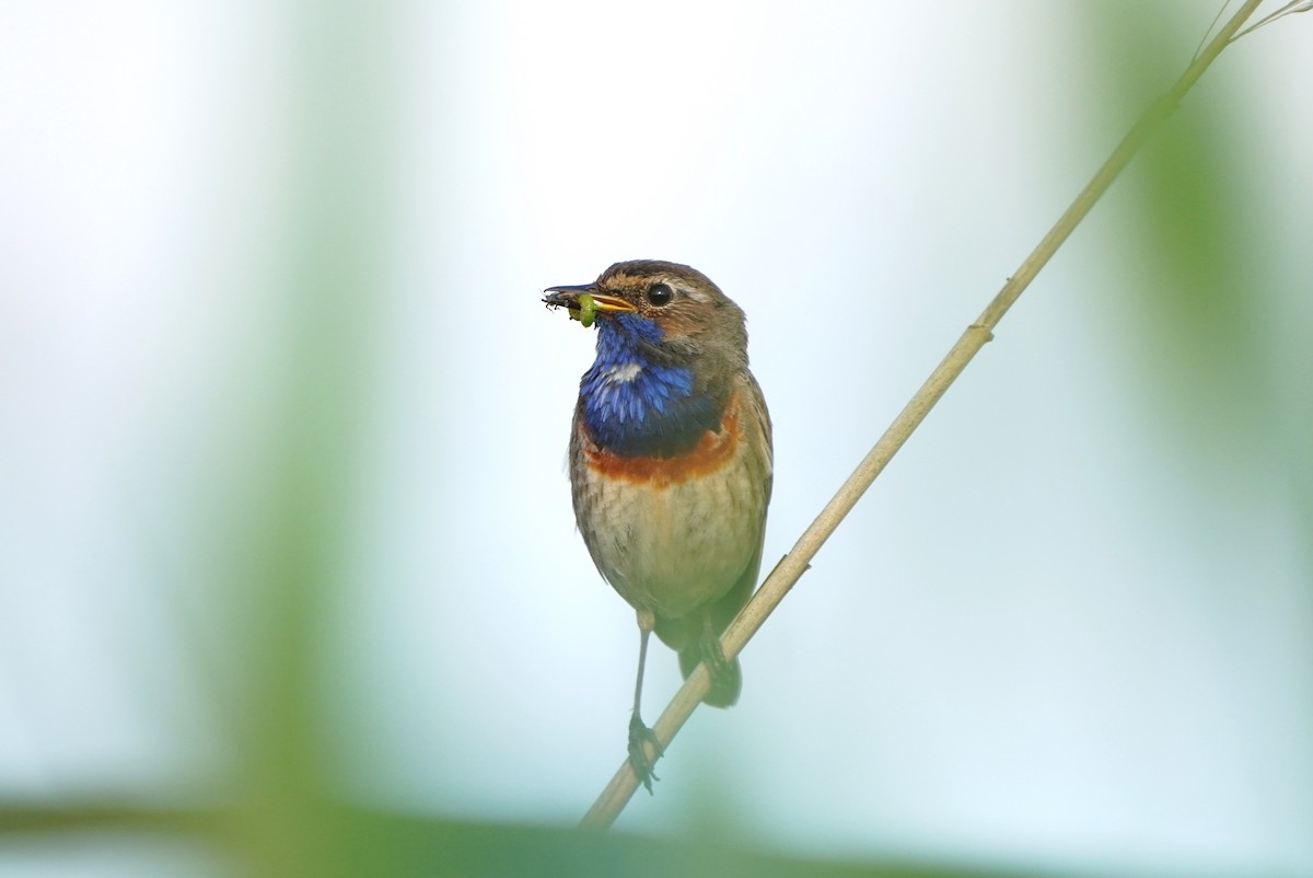 Bluethroat - ML620800157