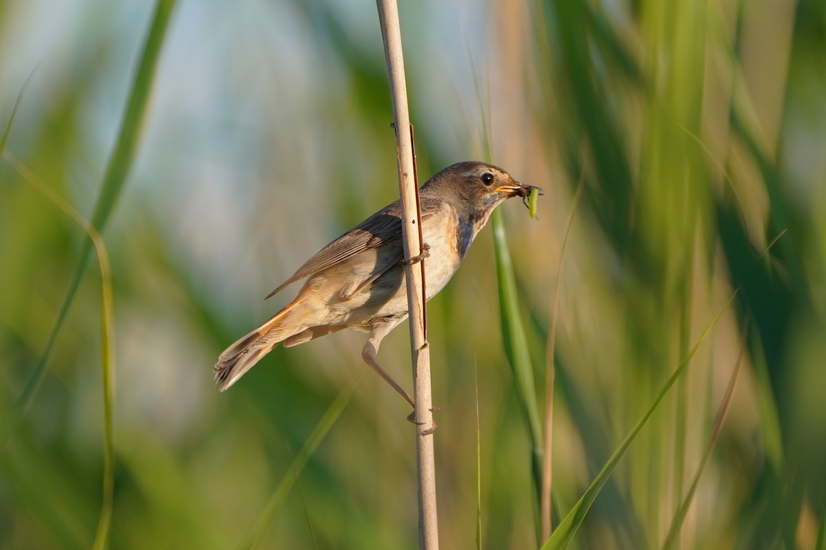 Bluethroat - ML620800158