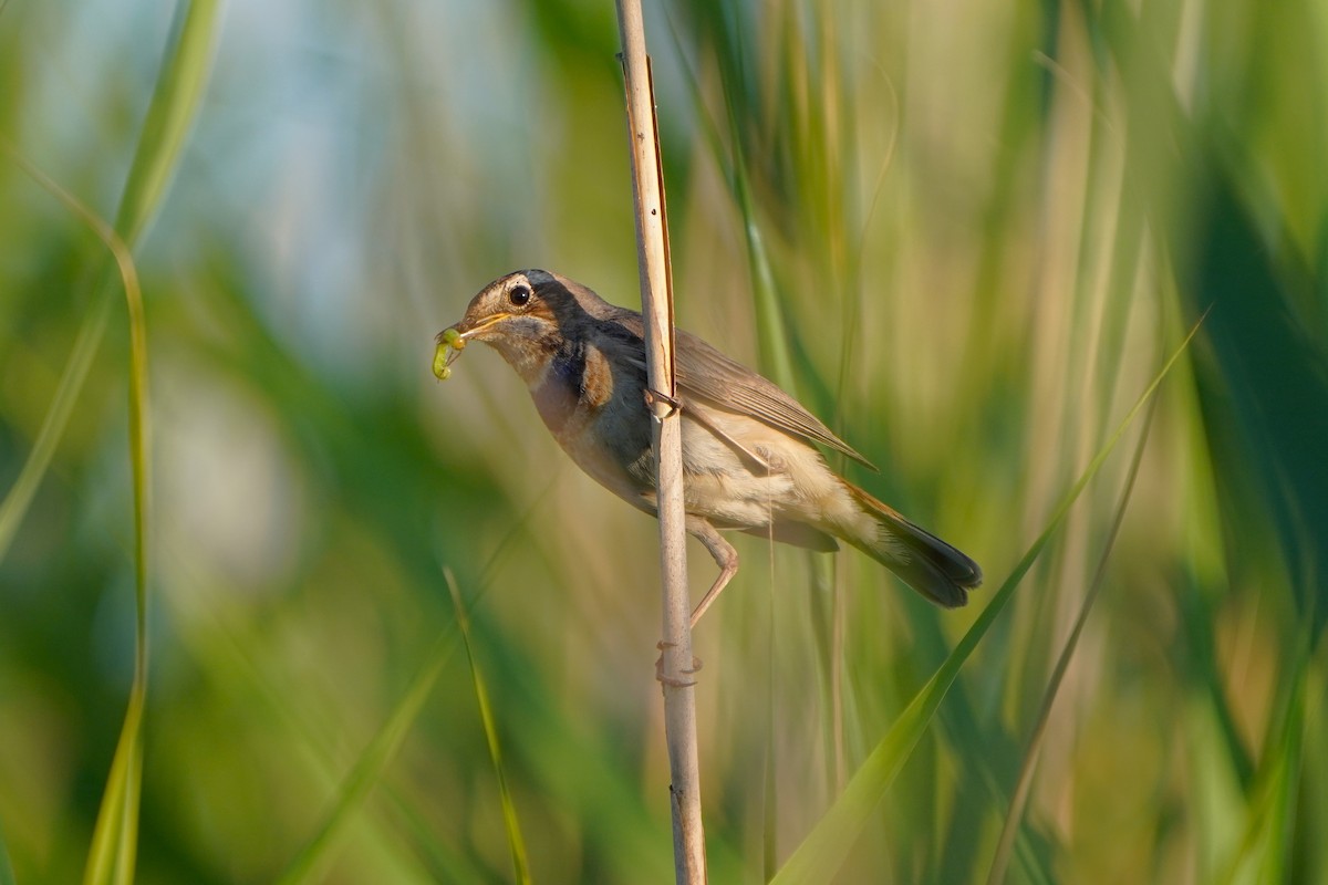 Bluethroat - ML620800159