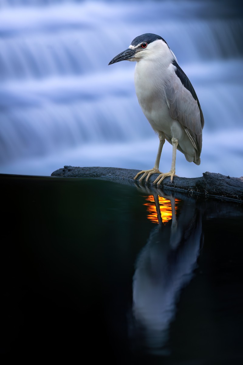 Black-crowned Night Heron - ML620800160