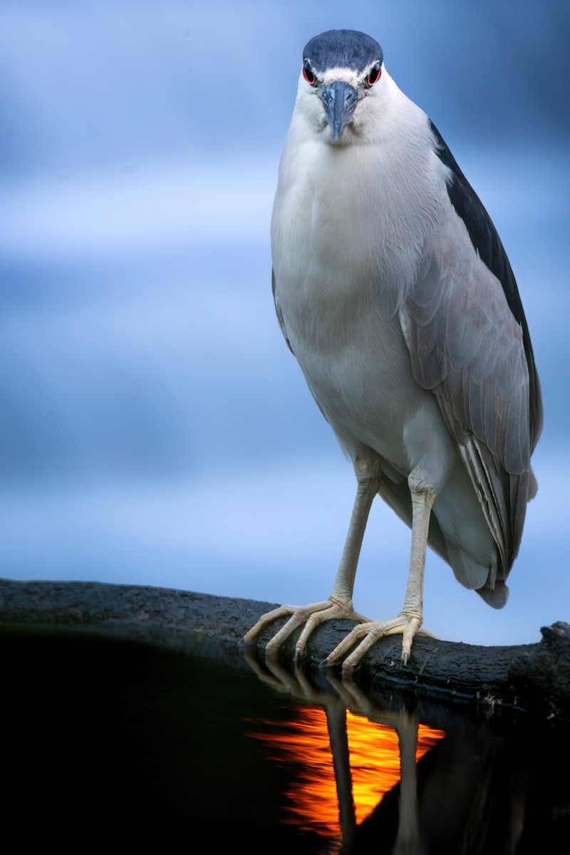 Black-crowned Night Heron - ML620800161