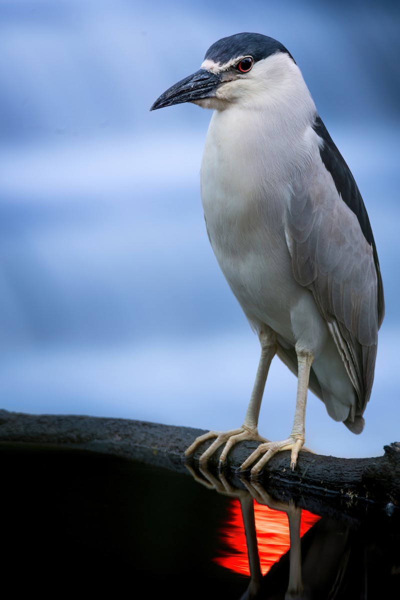 Black-crowned Night Heron - ML620800162