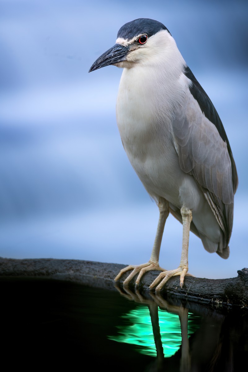 Black-crowned Night Heron - ML620800163