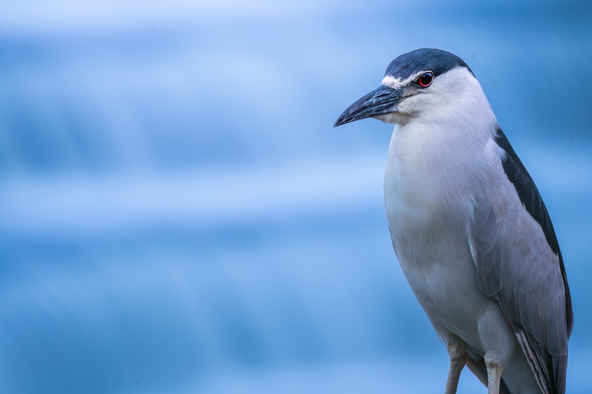 Black-crowned Night Heron - ML620800164