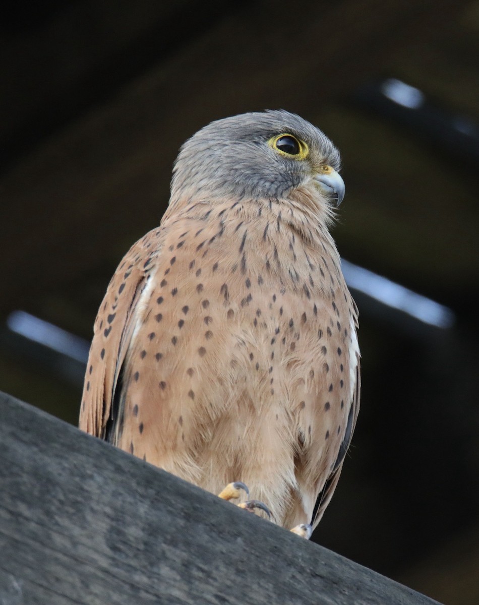 Rock Kestrel - Stacy Elliott