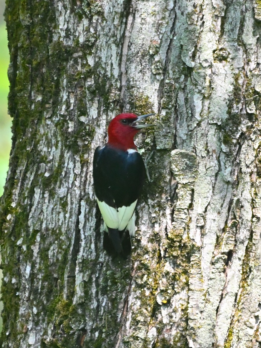 Pic à tête rouge - ML620800167