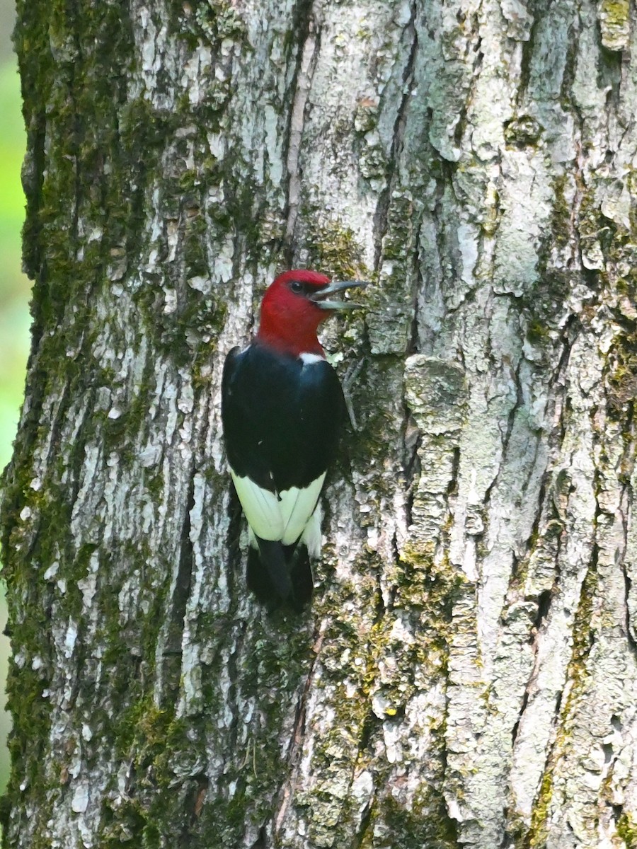 Pic à tête rouge - ML620800168