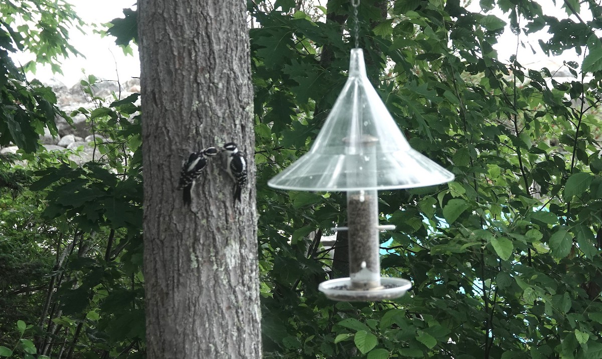 Downy Woodpecker - ML620800169