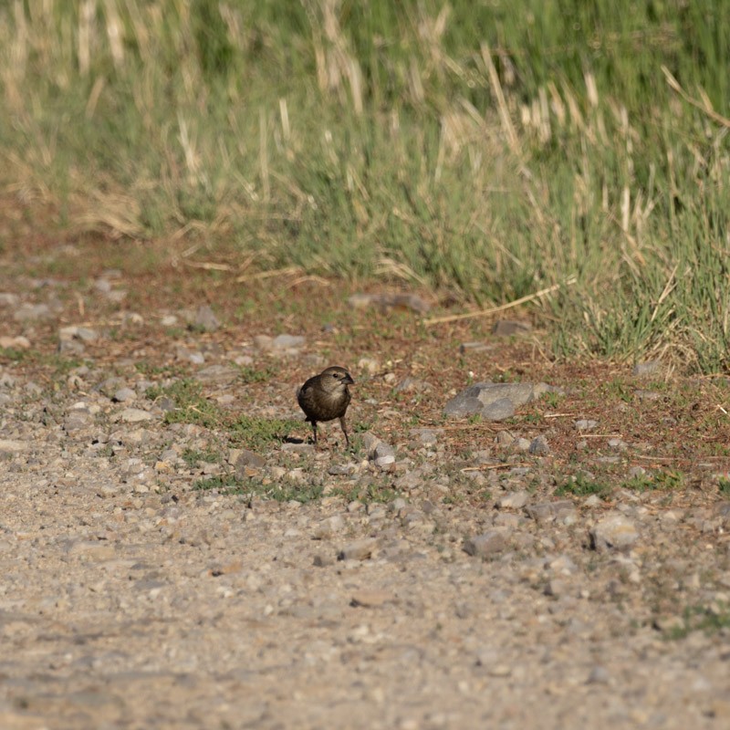 Brown-headed Cowbird - ML620800171