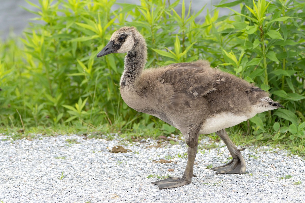 Canada Goose - ML620800172