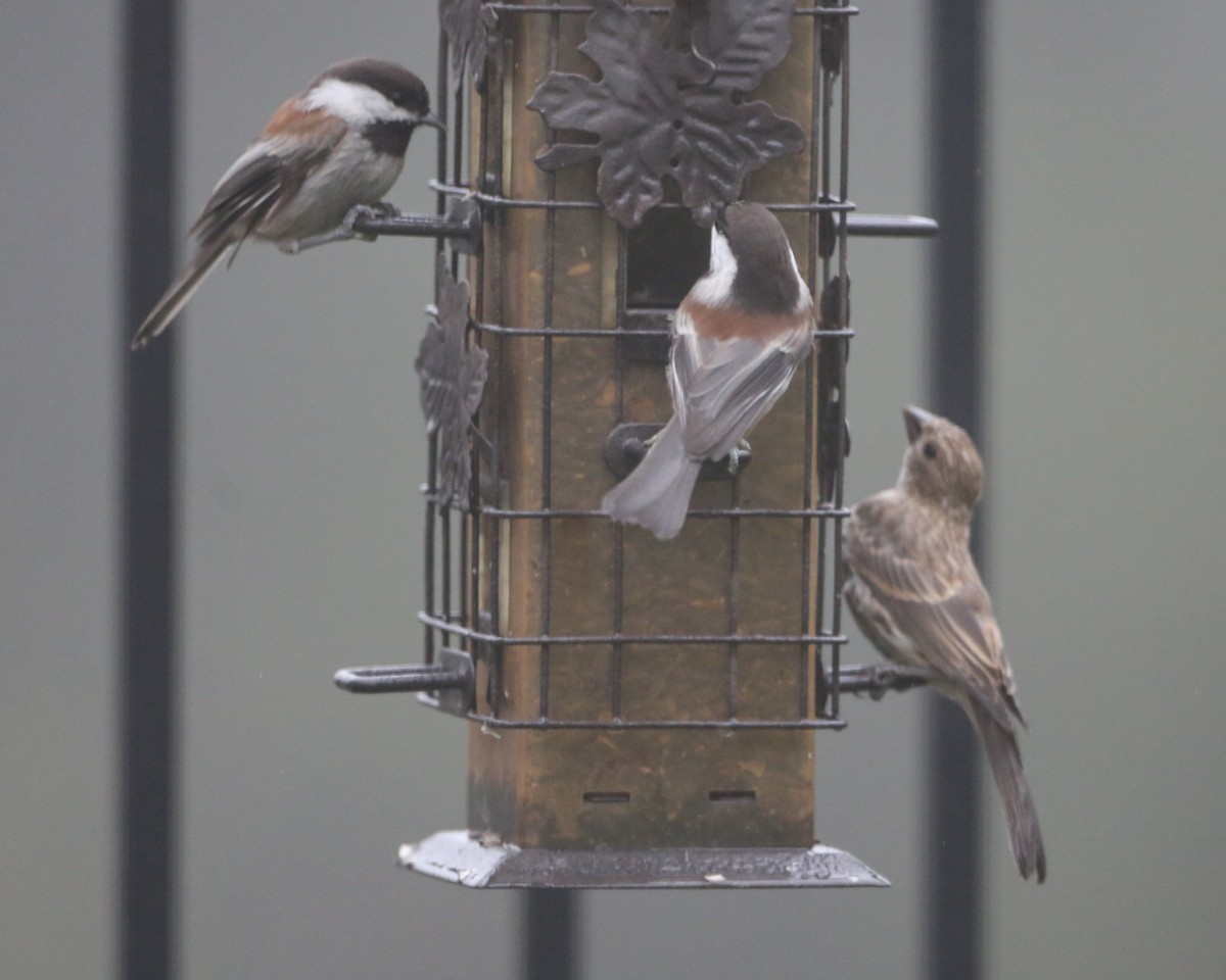 Chestnut-backed Chickadee - ML620800173