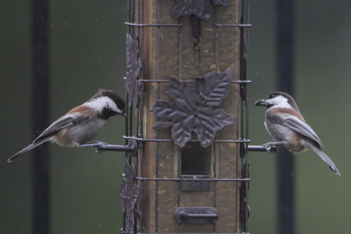 Chestnut-backed Chickadee - ML620800174