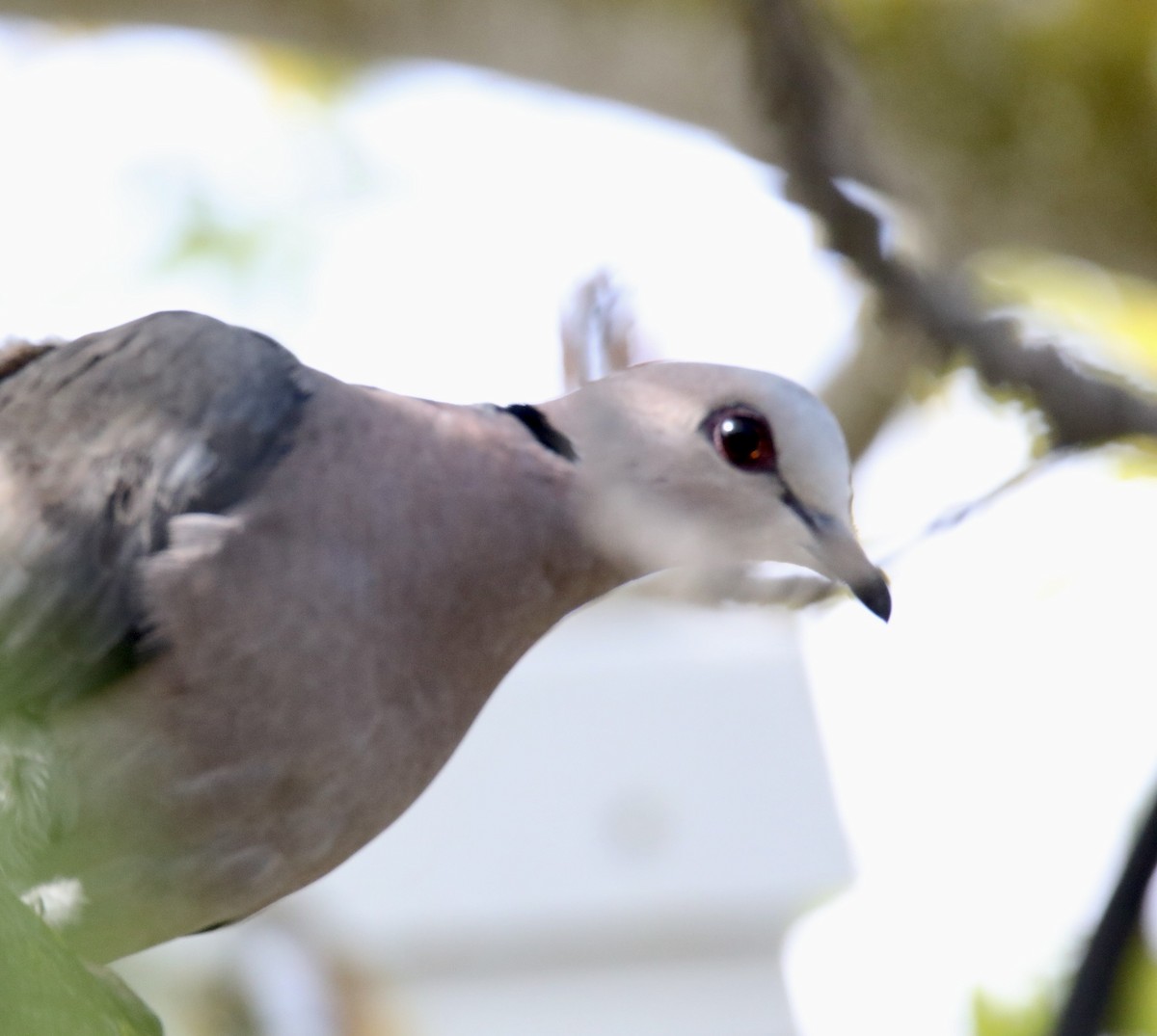 Red-eyed Dove - ML620800175