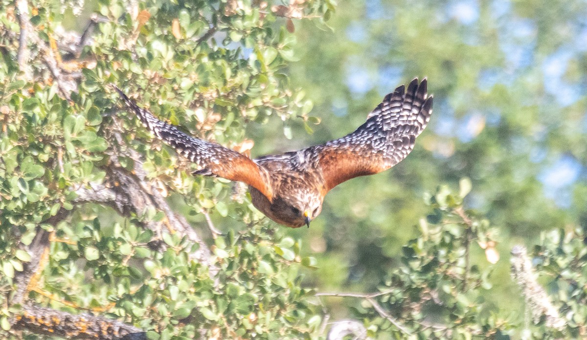 Red-shouldered Hawk - ML620800180