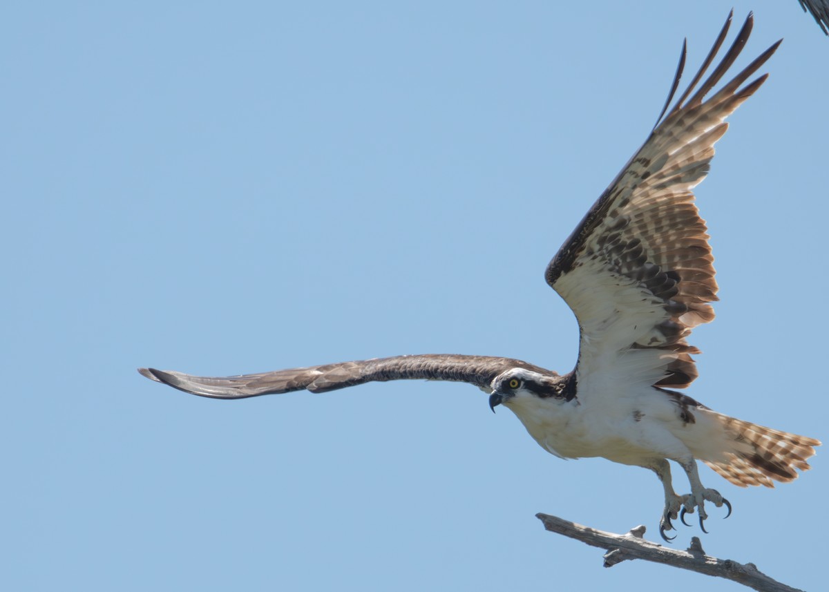 Águila Pescadora - ML620800181