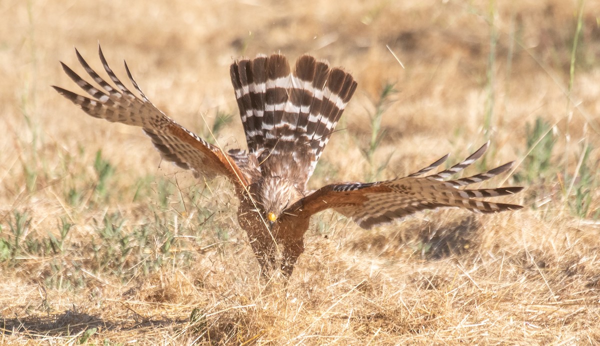 Red-shouldered Hawk - ML620800182