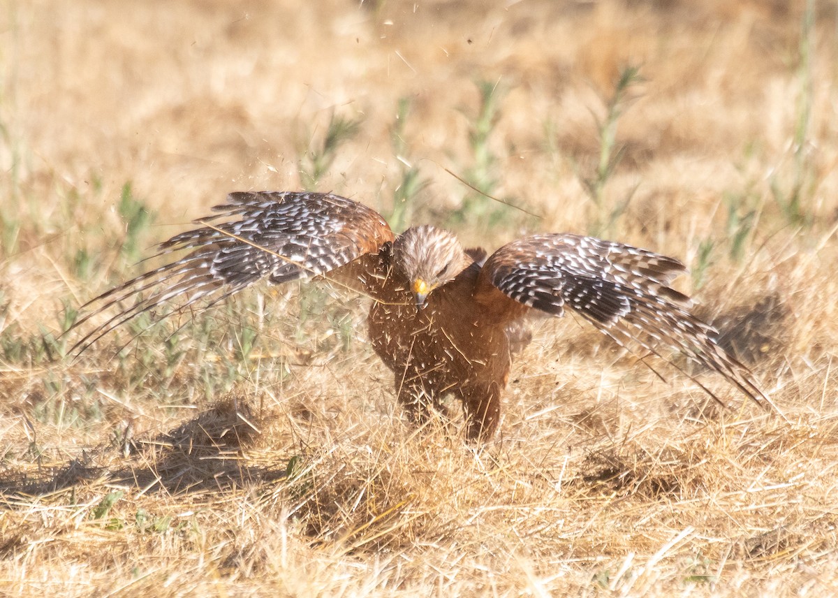 Red-shouldered Hawk - ML620800183