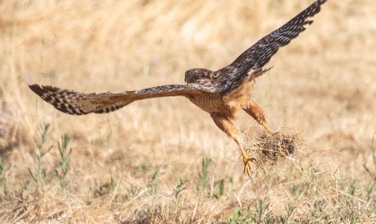 Rotschulterbussard - ML620800196