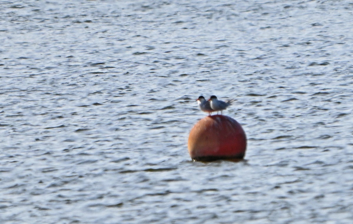 Forster's Tern - Paul Nale