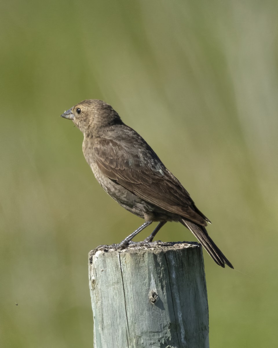 Brown-headed Cowbird - A Branch