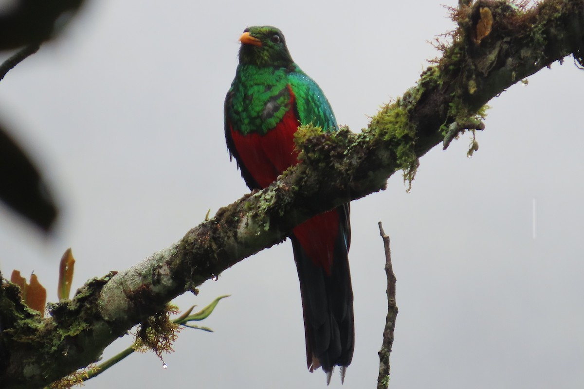 Golden-headed Quetzal - ML620800201