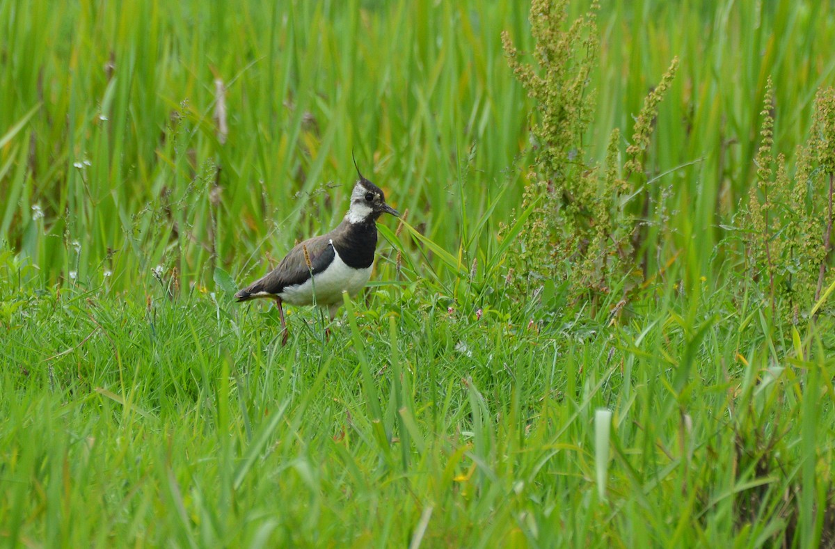 Northern Lapwing - Matt Phelps