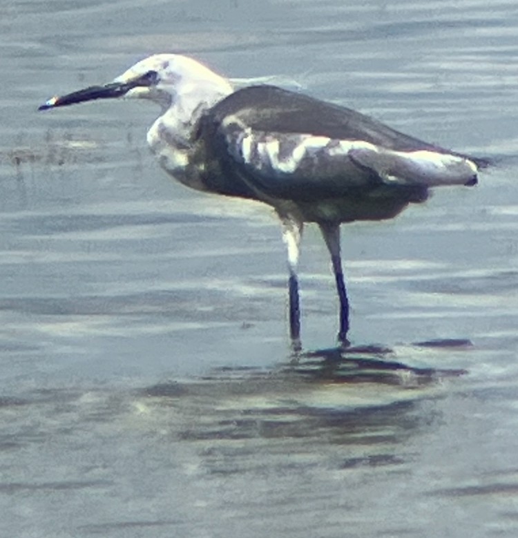 Little Blue Heron - ML620800204