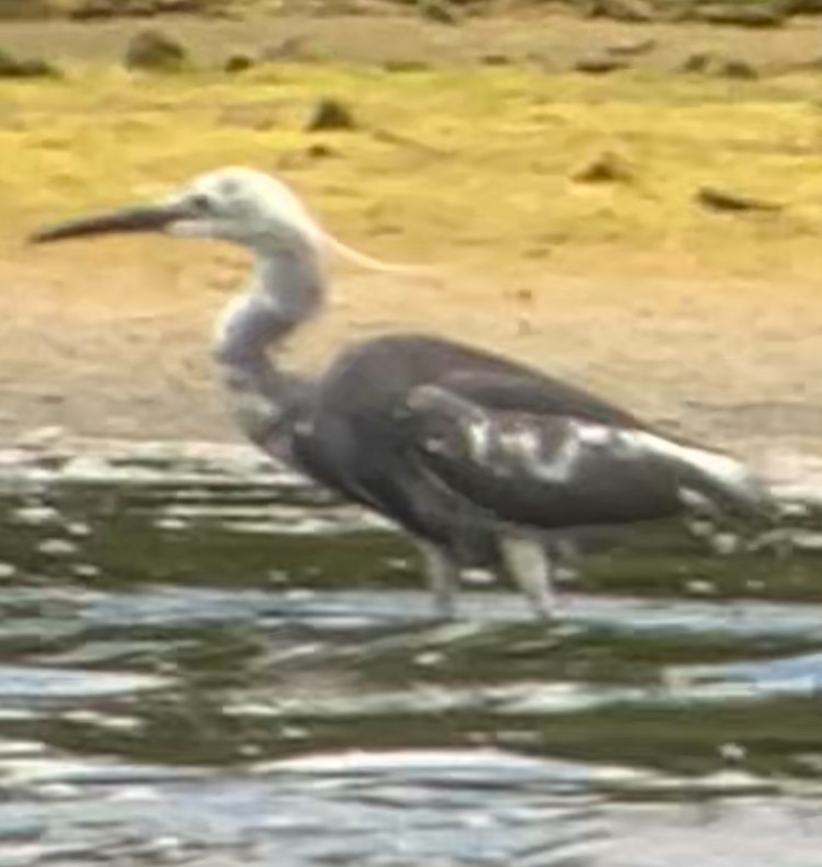 Little Blue Heron - ML620800205