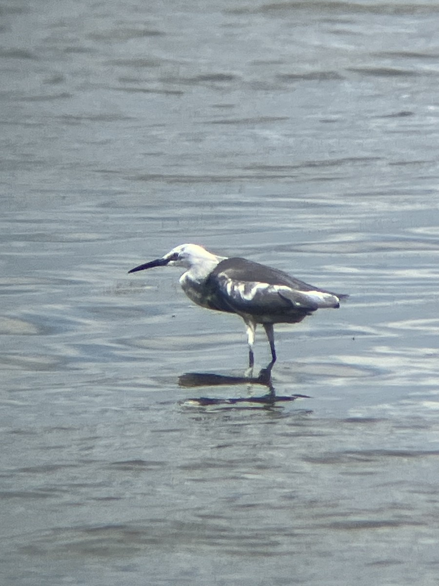 Little Blue Heron - ML620800206