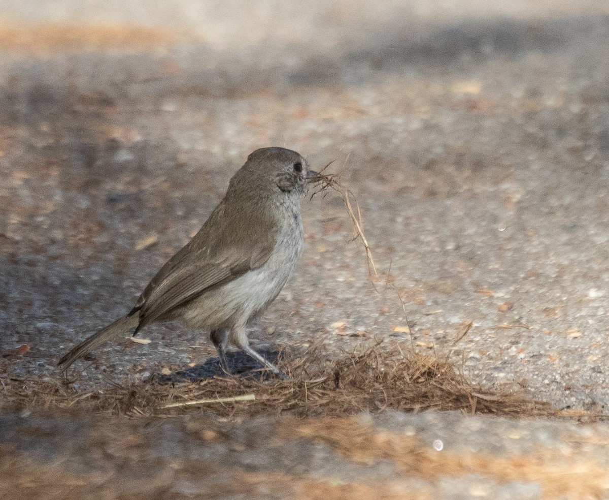 Oak Titmouse - ML620800207