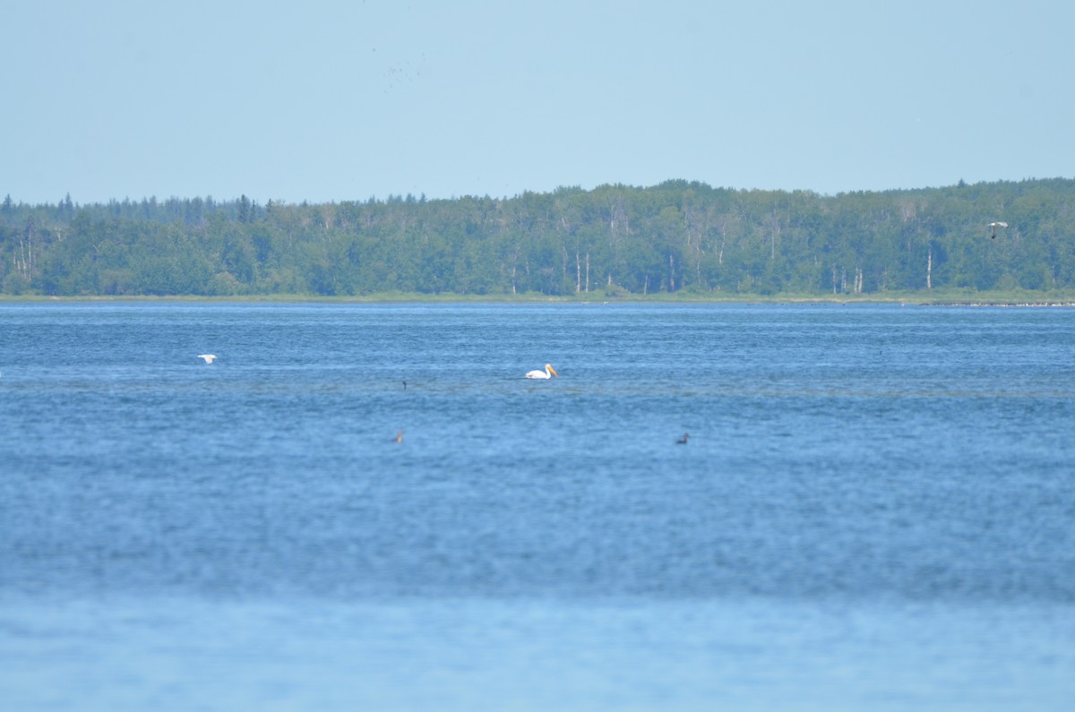 American White Pelican - ML620800208