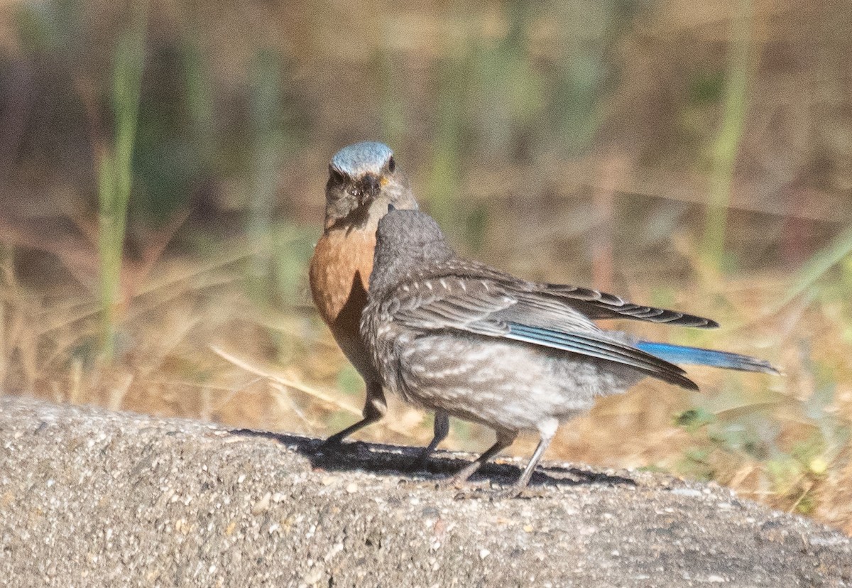 Western Bluebird - Kathleen Kent