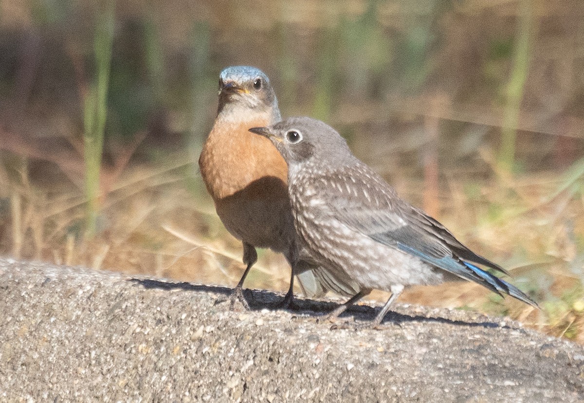 Blaukehl-Hüttensänger - ML620800224