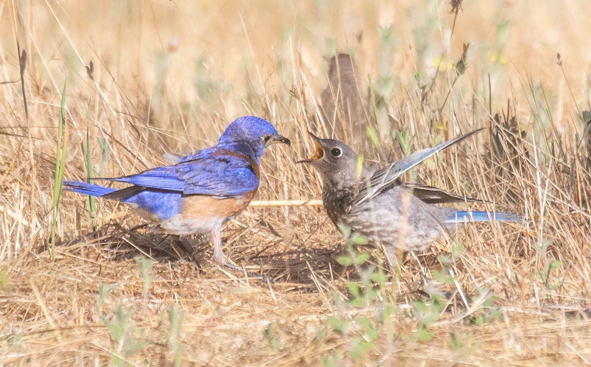 Western Bluebird - ML620800226