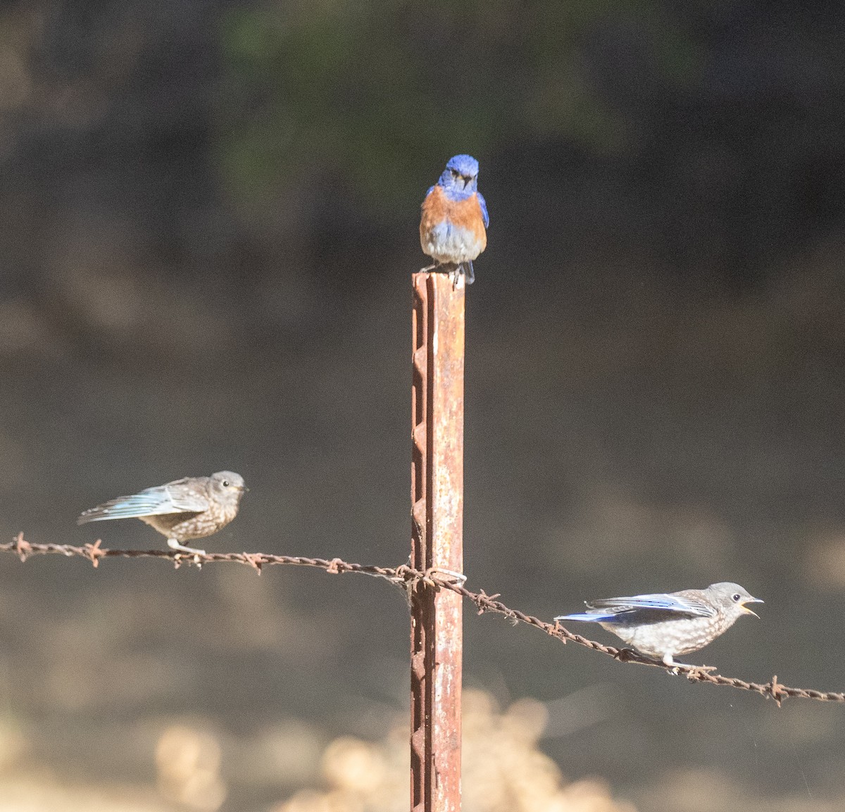 Western Bluebird - ML620800232