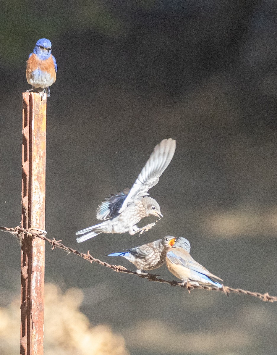 Western Bluebird - ML620800240