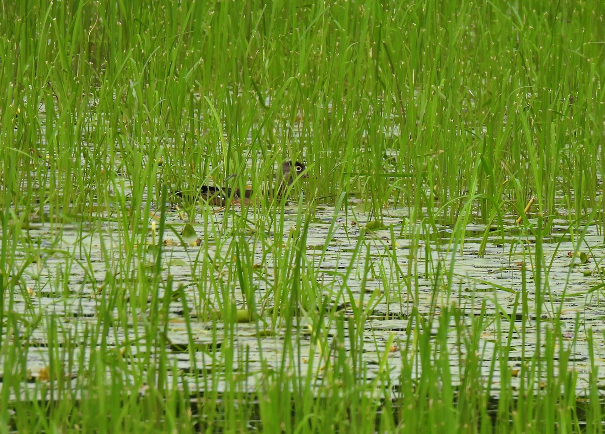 Wood Duck - ML620800241