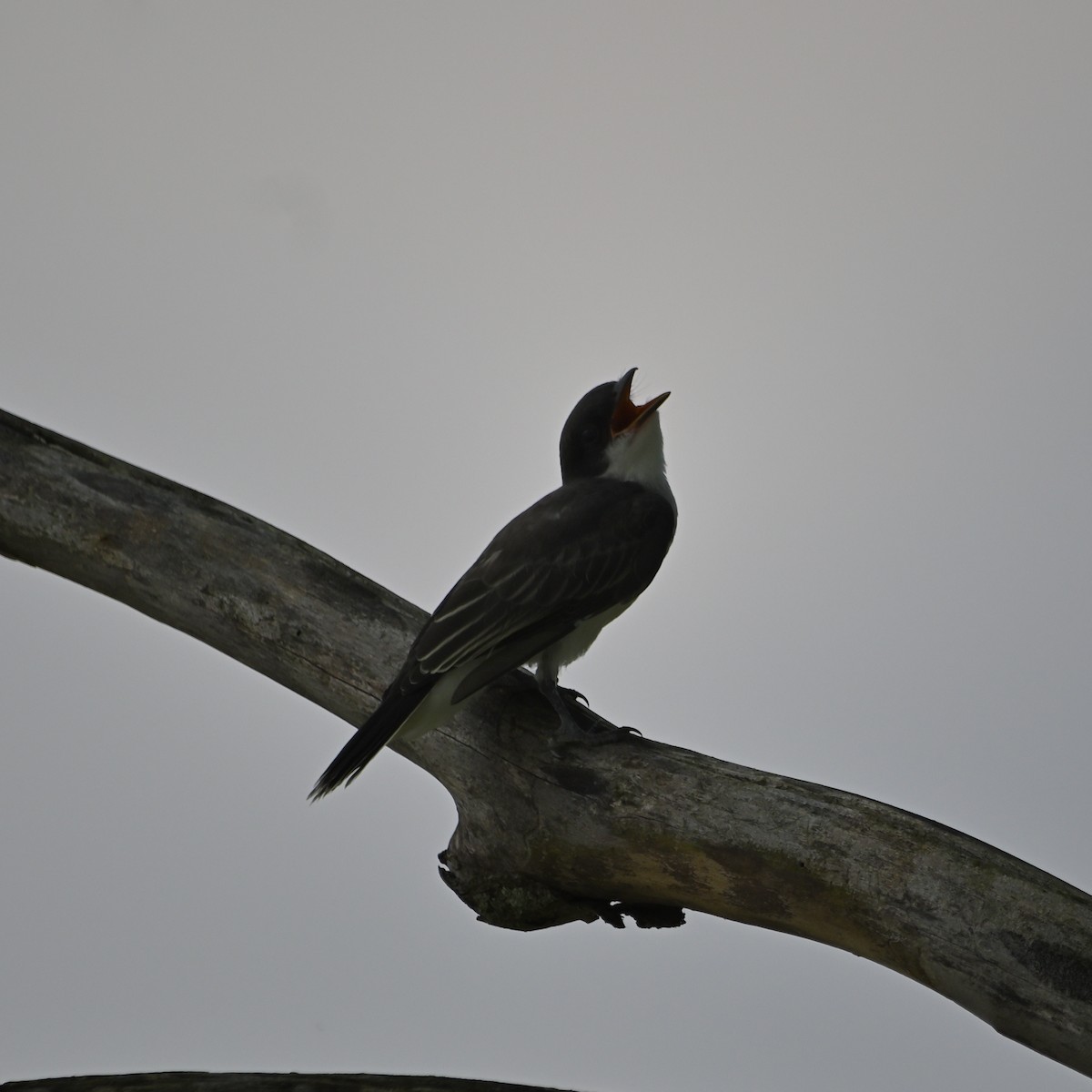 Eastern Kingbird - ML620800243