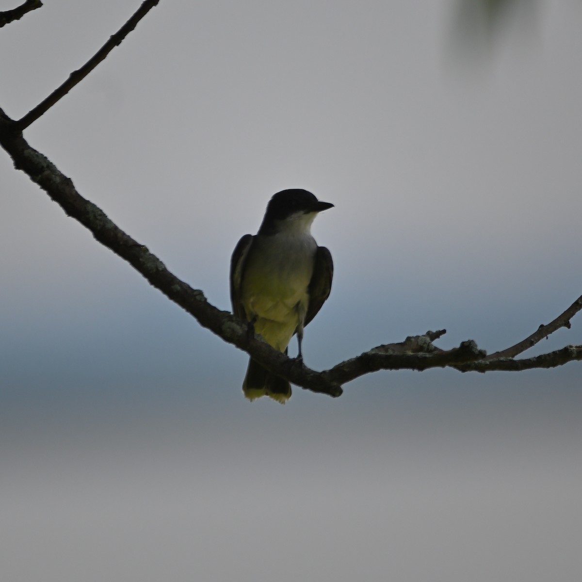 Eastern Kingbird - ML620800244