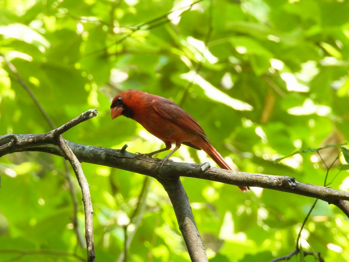 Cardinal rouge - ML620800249