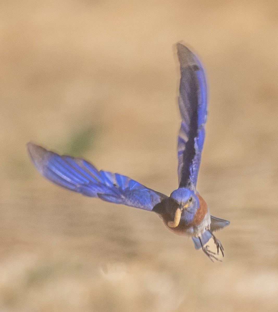 Western Bluebird - ML620800251