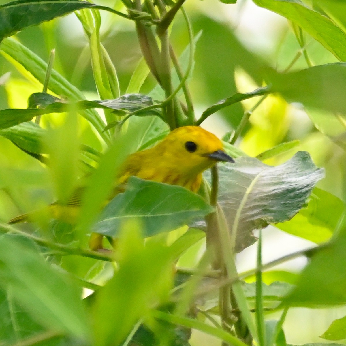 Yellow Warbler (Northern) - ML620800252