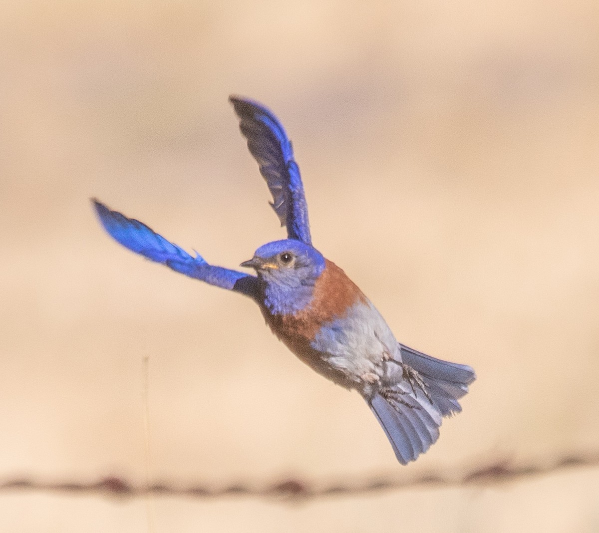 Western Bluebird - ML620800256