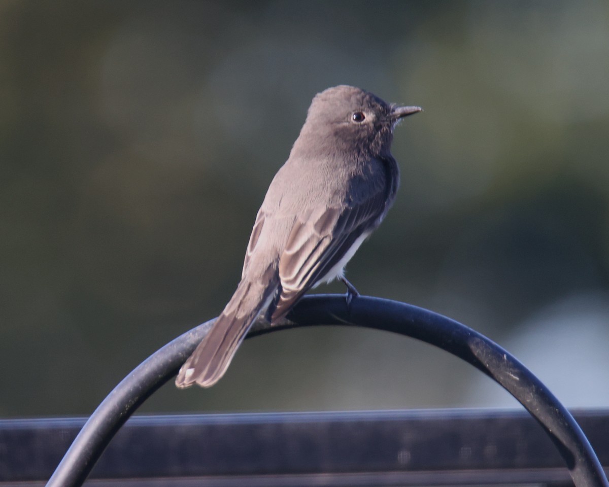 Black Phoebe - ML620800258