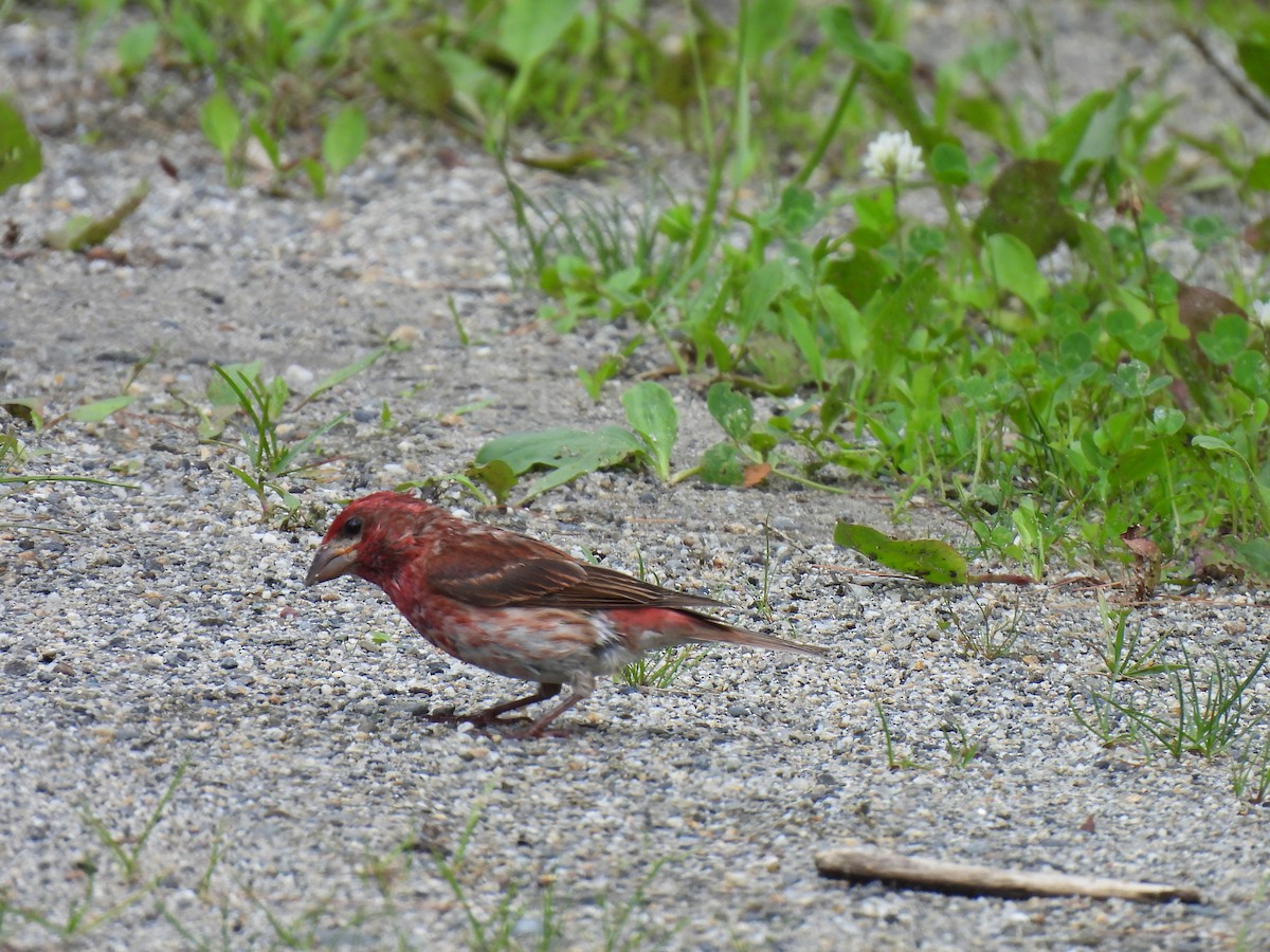 Purple Finch - ML620800259