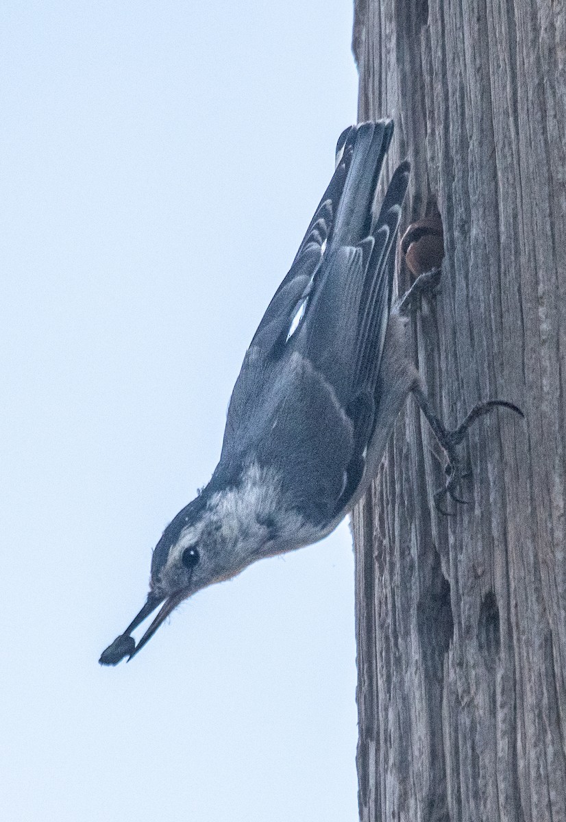 White-breasted Nuthatch - ML620800274