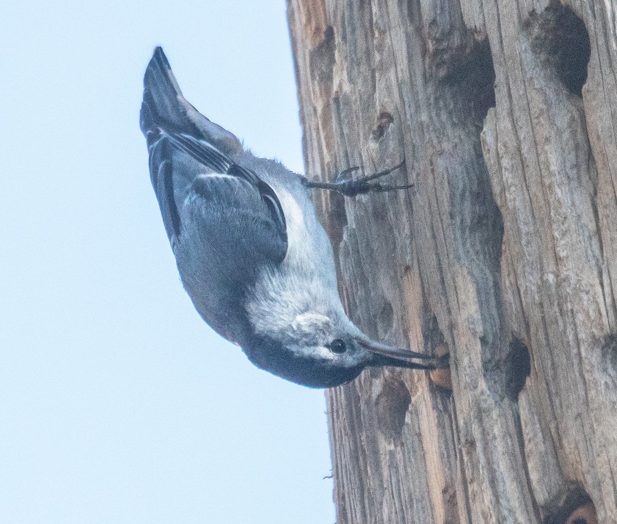 White-breasted Nuthatch - ML620800275